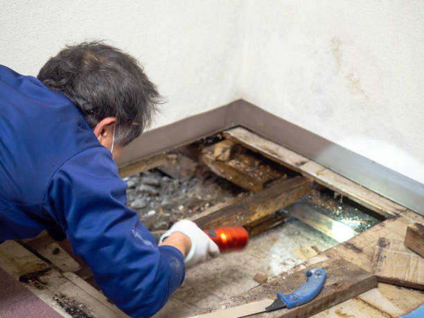 Best Certified Mold Removal  in Knollwood, IL